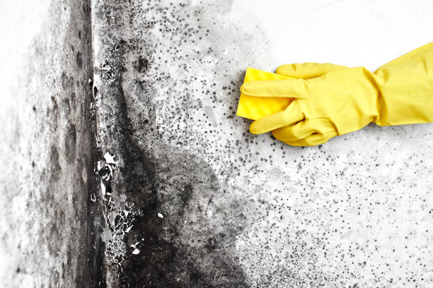 Best Professional Mold Removal  in Oakhurst, NJ