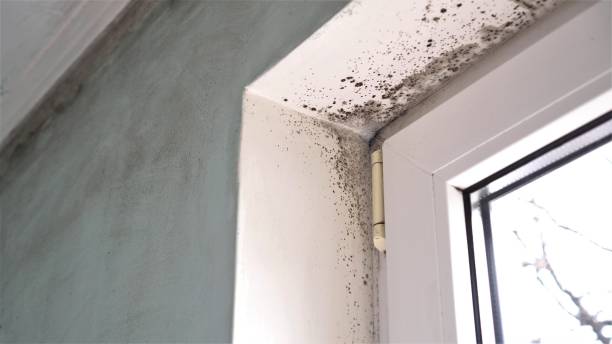 Best Black Mold Removal  in Oakhurst, NJ