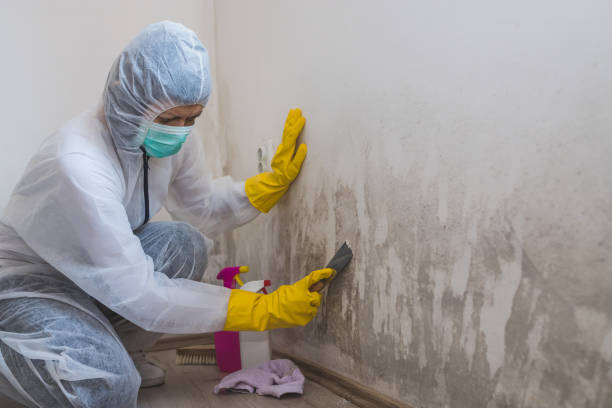 Best Fast Mold Removal  in Oakhurst, NJ