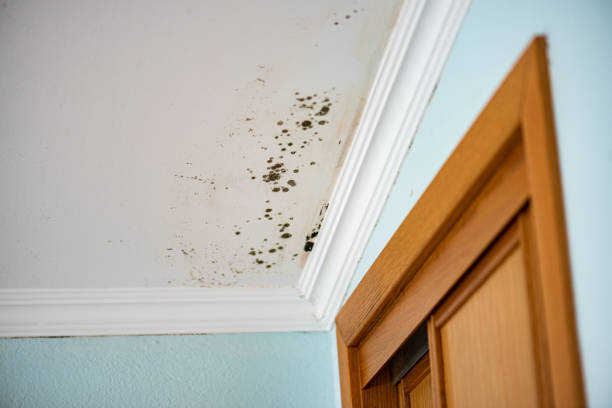 Best Residential Mold Removal  in Oakhurst, NJ