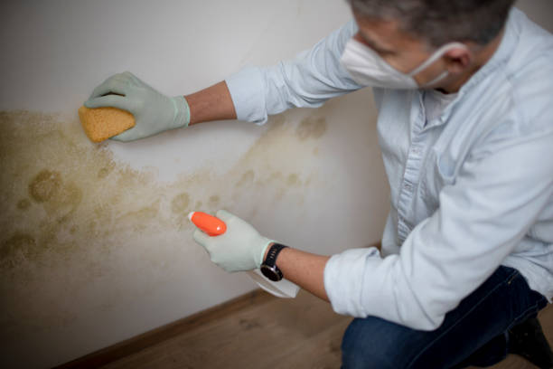 Best Mold Damage Repair  in Oakhurst, NJ