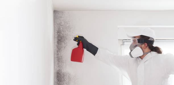 Best Best Mold Removal Companies  in Oakhurst, NJ