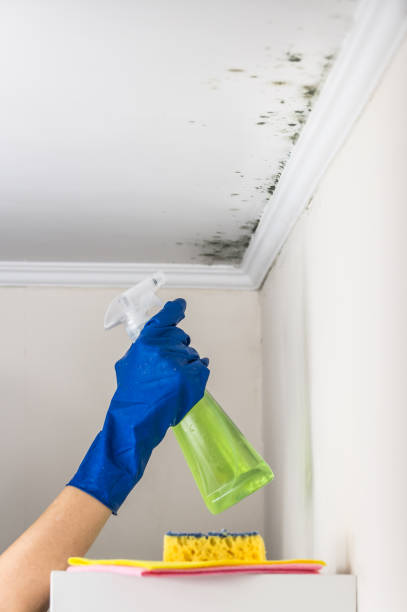 Mold Testing and Removal in Oakhurst, NJ